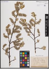 Foto von Salix caprea L.